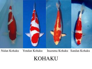 KOHAKU