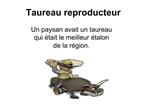 Taureau reproducteur