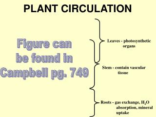 PLANT CIRCULATION