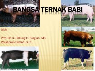 93 Gambar Babi Hampshire 93 Gambar Babi Hampshire