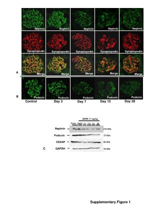 Supplementary Figure 1