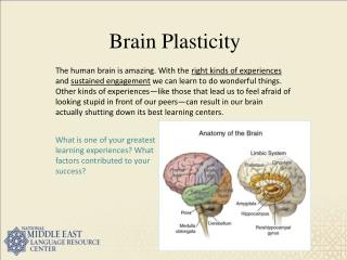 PPT - Brain Plasticity PowerPoint Presentation, free download - ID:3863394