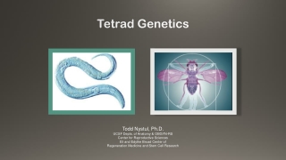 Tetrad Genetics