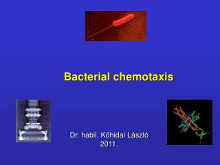 Bacterial chemotaxis