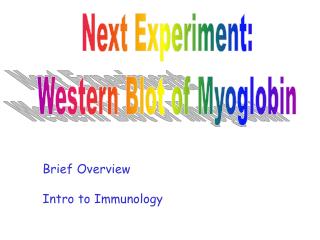 Next Experiment: Western Blot of Myoglobin