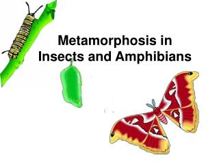 PPT - Metamorphosis in Insects and Amphibians PowerPoint Presentation