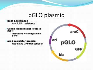 pGLO plasmid