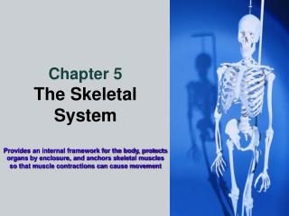 Chapter 5 The Skeletal System