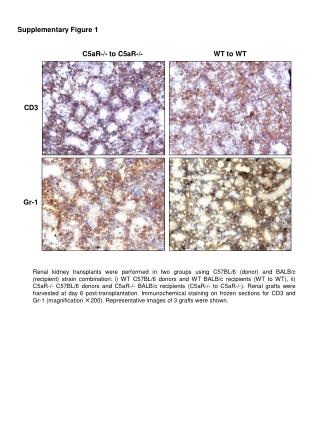 CD3