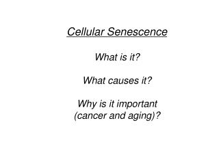 Cellular Senescence What is it? What causes it? Why is it important (cancer and aging)?