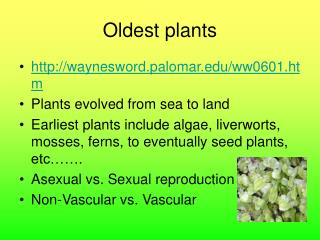 Oldest plants