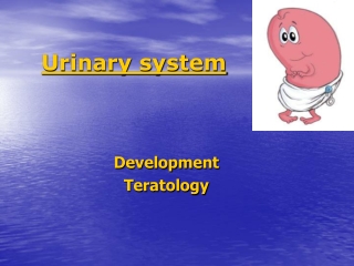 Urinary system