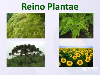 Reino Plantae