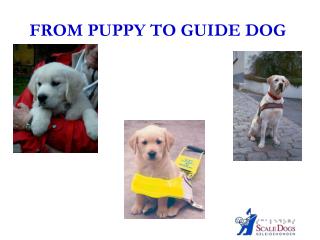FROM PUPPY TO GUIDE DOG