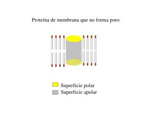 Superficie polar