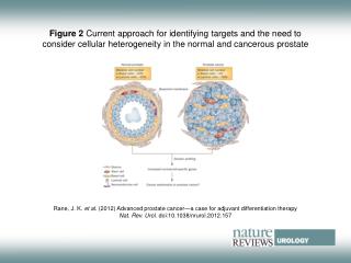 Rane, J. K. et al . (2012) Advanced prostate cancer—a case for adjuvant differentiation therapy