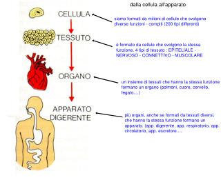 dalla cellula all'apparato