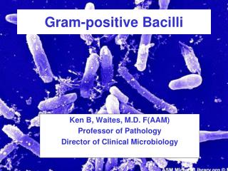 Gram-positive Bacilli