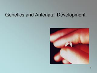 Genetics and Antenatal Development