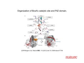 JLW Morgan et al. Nature 000 , 1 - 6 (2012) doi:10.1038/nature 11744