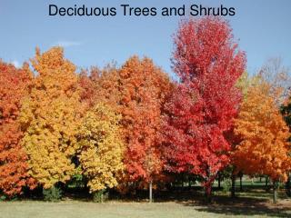 Deciduous Trees and Shrubs