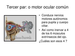 PPT - Ocular Motor Apraxia PowerPoint Presentation - ID:598136