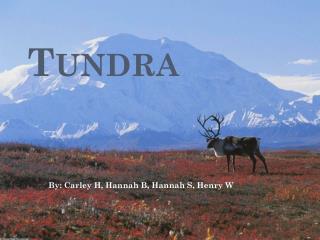 PPT - Tundra-Terrestrial Biome PowerPoint Presentation - ID:1095219