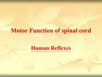 Motor Function of spinal cord