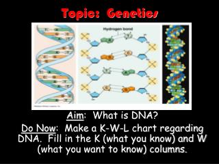 Topic: Genetics