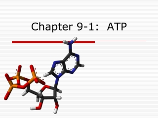 Chapter 9-1: ATP