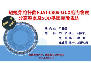 短短芽胞杆菌 FJAT-0809-GLX 胞内物质分离鉴定及SOD基因克隆表达
