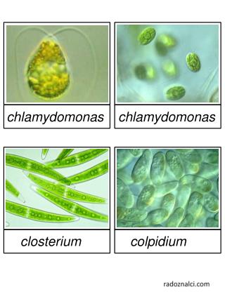 PPT chlamydomonas chlamydomonas PowerPoint Presentation, free