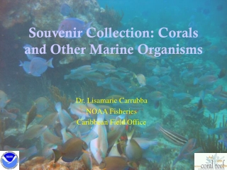Souvenir Collection: Corals and Other Marine Organisms