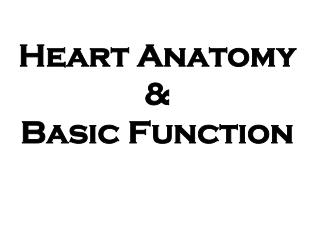 Heart Anatomy &amp; Basic Function