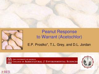 Peanut Response to Warrant (Acetochlor)