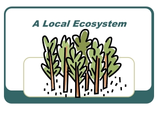 A Local Ecosystem