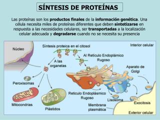 SÍNTESIS DE PROTEÍNAS