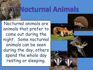 PPT - Nocturnal Animals PowerPoint Presentation, free download - ID:3956226 PPT - Nocturnal Animals PowerPoint Presentation, free download - ID:3956226