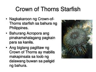 Crown of Thorns Starfish