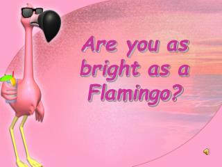 Are you as bright as a Flamingo?