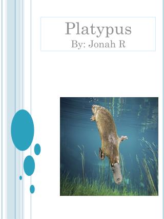 Platypus By: Jonah R
