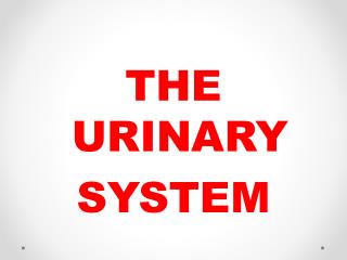 THE URINARY SYSTEM