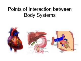 Points of Interaction between Body Systems
