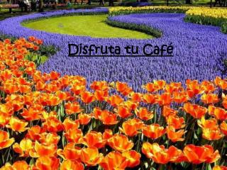 Disfruta tu Café