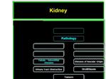 Kidney