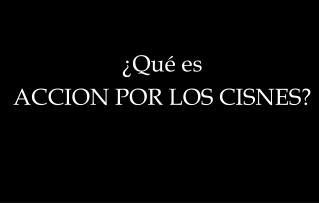 Â¿QuÃ© es ACCION POR LOS CISNES?