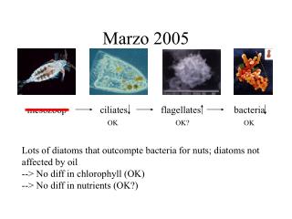 Marzo 2005