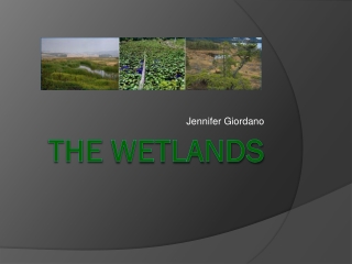 The Wetlands