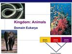 Kingdom: Animals