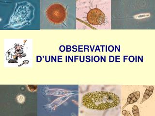 OBSERVATION Dâ€™UNE INFUSION DE FOIN